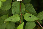 White snakeroot